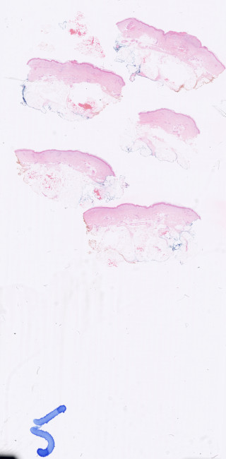 Figure 1. Sample image 1